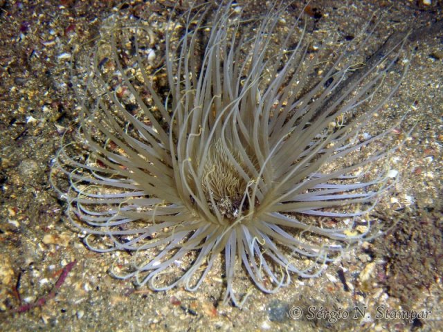 Ceriantheomorphe brasiliensis (Anêmona-de-tubo)